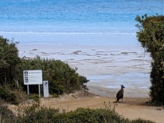 Macropus fuliginosus
