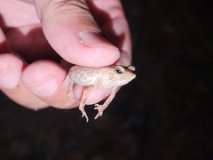 Rhinella proboscidea
