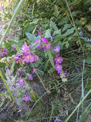 Sphaeralcea fendleri