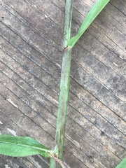 Paspalum pubiflorum