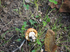 Amanita crocea