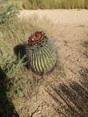 Ferocactus wislizeni