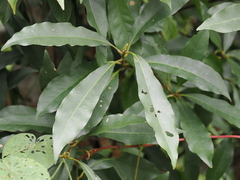 Elaeocarpus decipiens