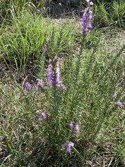 Liatris