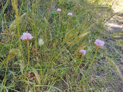 Armeria maritima