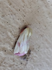 Thurberiphaga diffusa