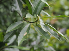 Elaeocarpus decipiens