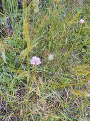 Armeria maritima