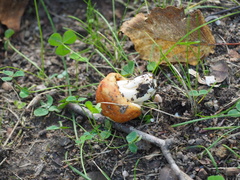 Amanita crocea