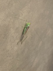 Conocephalus fasciatus