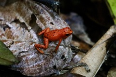 Oophaga pumilio