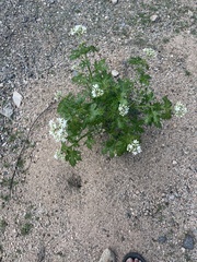 Cnidoscolus maculatus