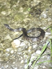 Agkistrodon piscivorus