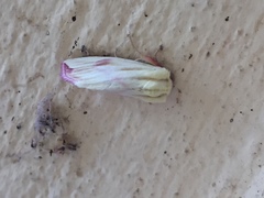 Thurberiphaga diffusa