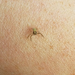 Xysticus