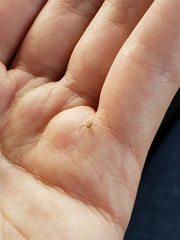 Xysticus