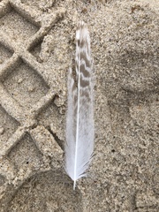 Charadriiformes