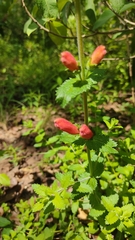 Lamourouxia rhinanthifolia