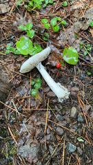 Amanita bisporigera