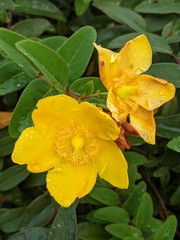 Hypericum prolificum