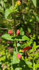 Lamourouxia rhinanthifolia