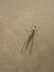 Conocephalus fasciatus