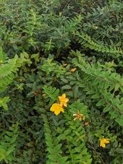 Hypericum prolificum