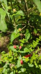 Lamourouxia rhinanthifolia