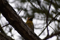 Colaptes melanochloros