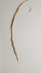Arrhenatherum elatius
