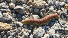 Eumorpha fasciatus