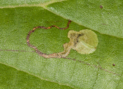 Ectoedemia clemensella