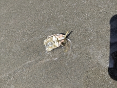 Emerita analoga