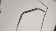 Arrhenatherum elatius