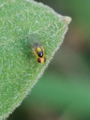 Chloropidae