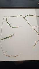 Arrhenatherum elatius