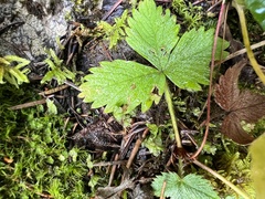Fragaria vesca