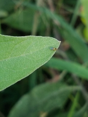 Chloropidae