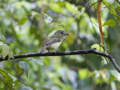 Tolmomyias sulphurescens