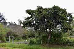 Ficus luschnathiana