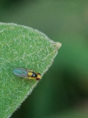 Chloropidae