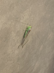 Conocephalus fasciatus