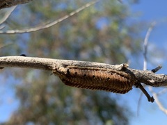 Stagmomantis carolina