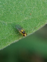 Chloropidae