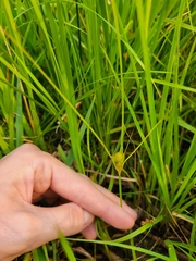 Carex sychnocephala