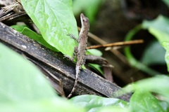 Anolis