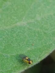 Chloropidae
