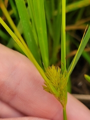 Carex sychnocephala