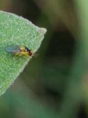 Chloropidae