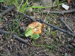 Amanita crocea